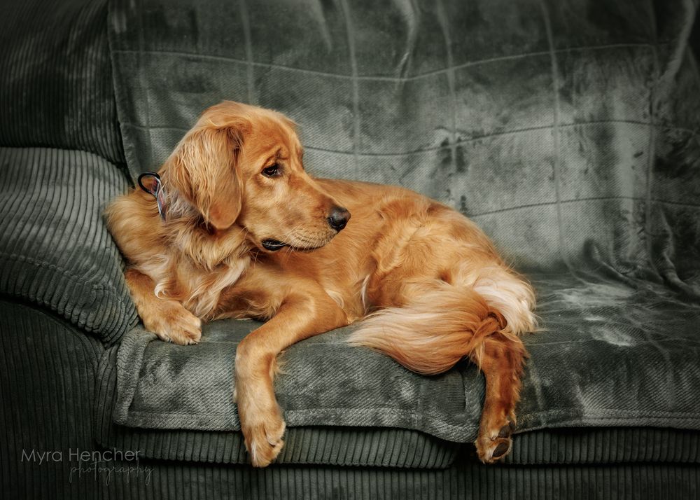 A golden retriever puppy resting lazily on a dark green velvet sofa cushion in a professional pet portrait.