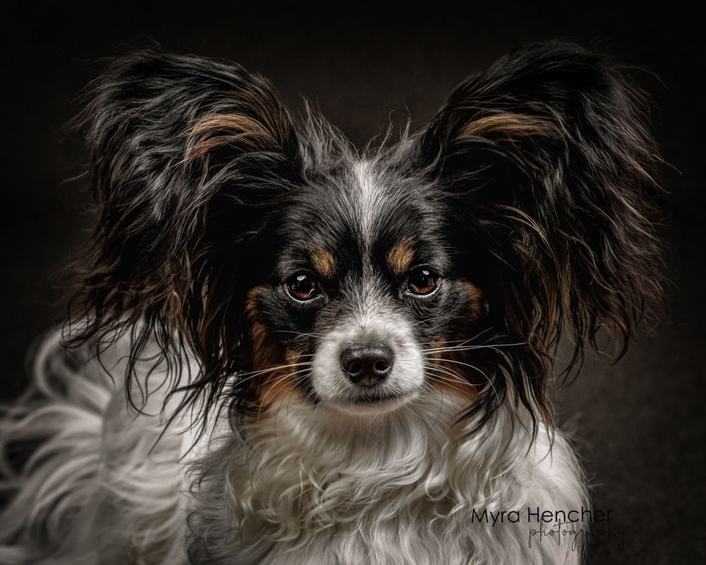 A fluffy Papillon dog with large butterfly ears and tricolor coat poses for a studio portrait photo.