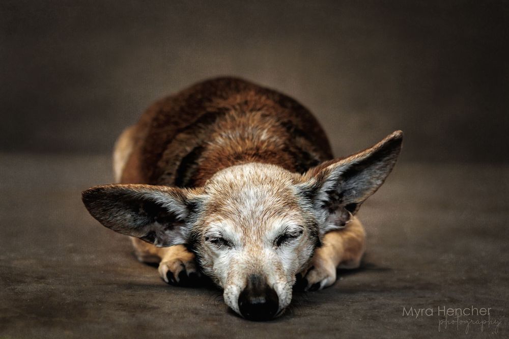 An elderly dog with graying muzzle and large ears rests its head down on a dark studio background.