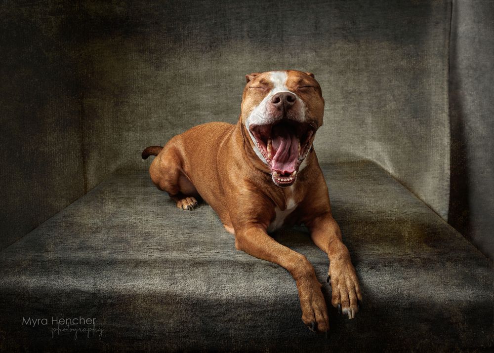 A happy brown pit bull dog lying down with mouth wide open in a yawn, photographed in a studio setting.