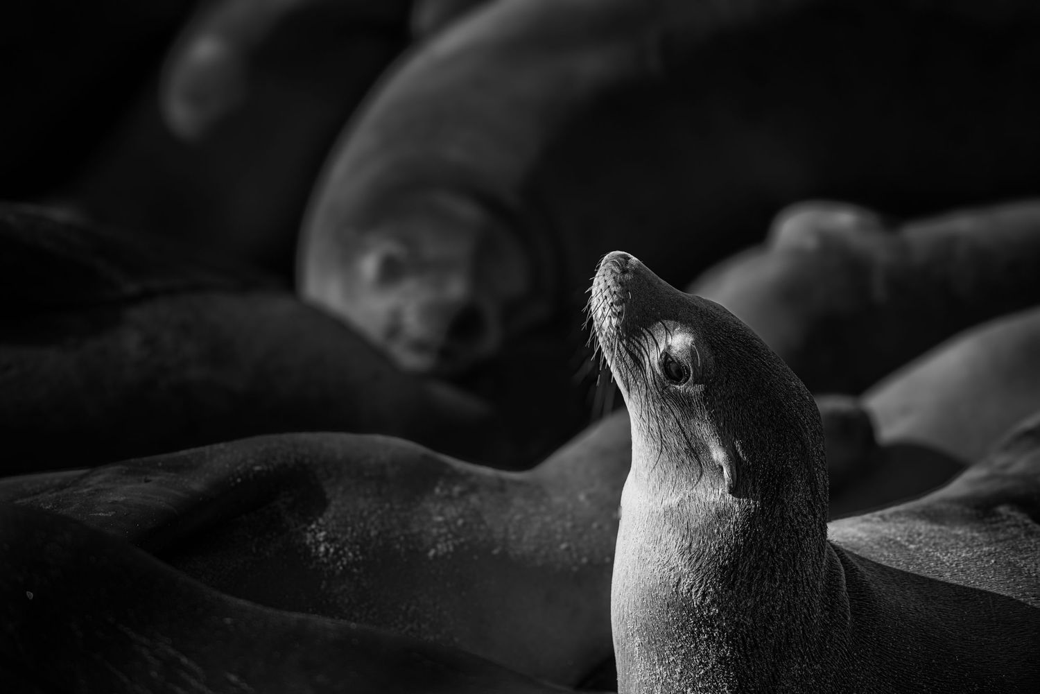 A series of black and white close-up photographs showing abstract shapes and textures in dark lighting.
