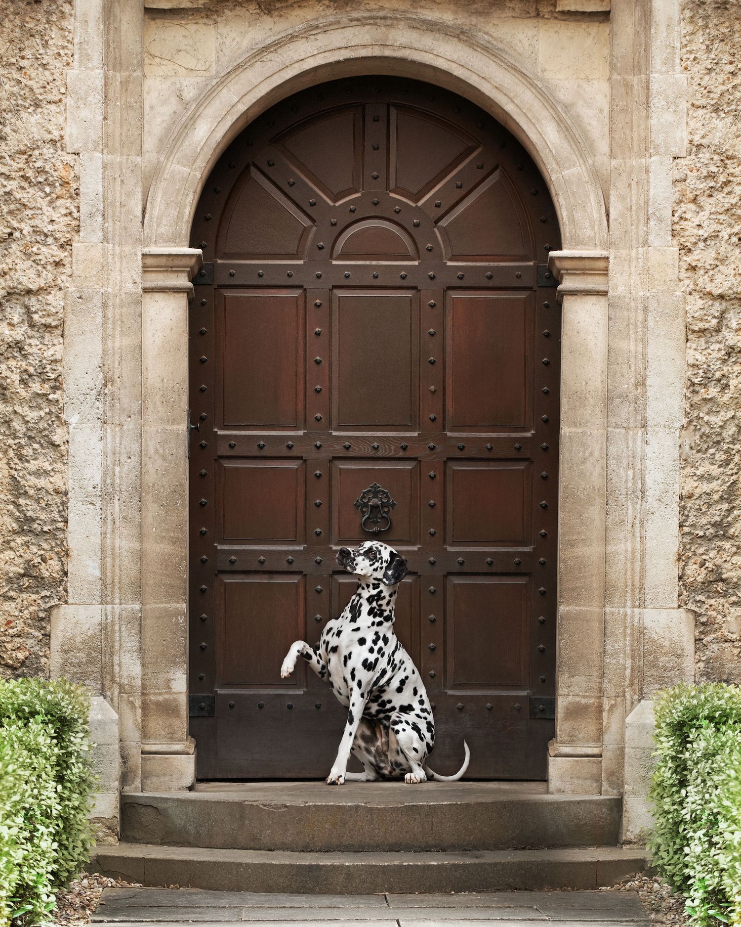 Dalmatian dog photographed in sequence sitting in front of grand wooden cathedral doors.