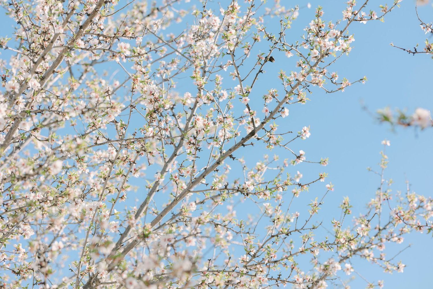 White cherry blossoms against bright blue sky in spring orchard.