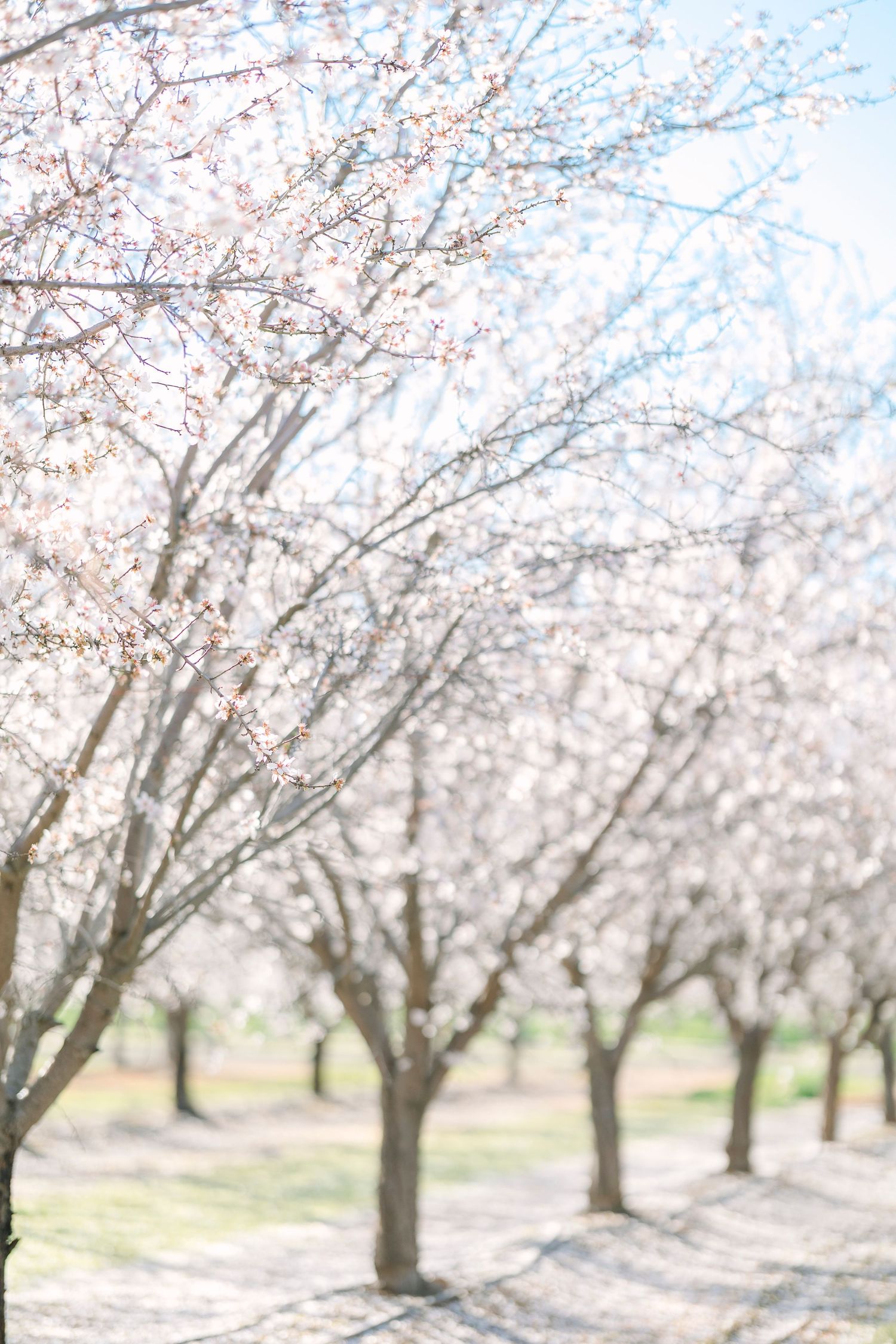 Scenic orchard with blooming cherry blossom trees creating a beautiful white canopy.