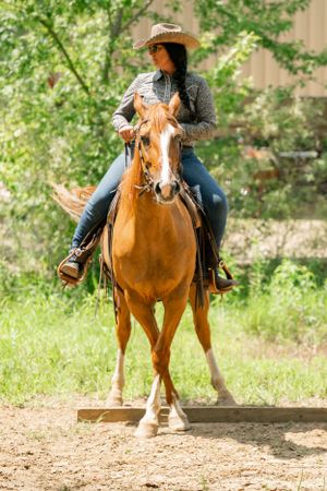 Palomino horse and rider demonstrate horsemanship skills in sunny outdoor arena.