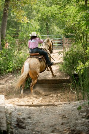 A horse and rider kick up dust while riding on a wooded trail.