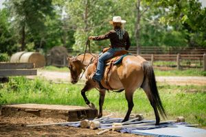 Horse and rider navigating obstacle course with ground poles in training area.