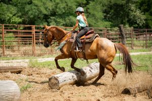 A chestnut horse jumping over a log obstacle during training.