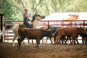 Rider herding cattle in a dusty arena during ranch work training.