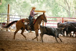 Horse and rider herding cattle in dusty arena during ranch work training.