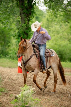Horse and rider galloping through wooded course during training exercise.