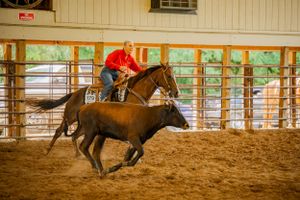Rider on horseback chasing calf during indoor arena cattle working event.