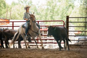 Horse and rider working with cattle in a dusty arena during ranch practice.