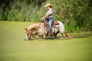 A mounted horse drinking from a green algae-covered pond on a sunny day.