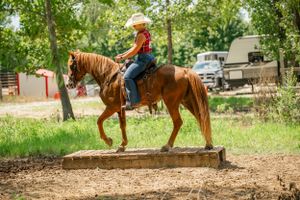 Horse and rider navigate a wooden bridge obstacle on a training course in a wooded area.