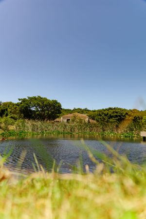 A serene lake surrounded by lush greenery and trees under a clear blue sky on a sunny day.