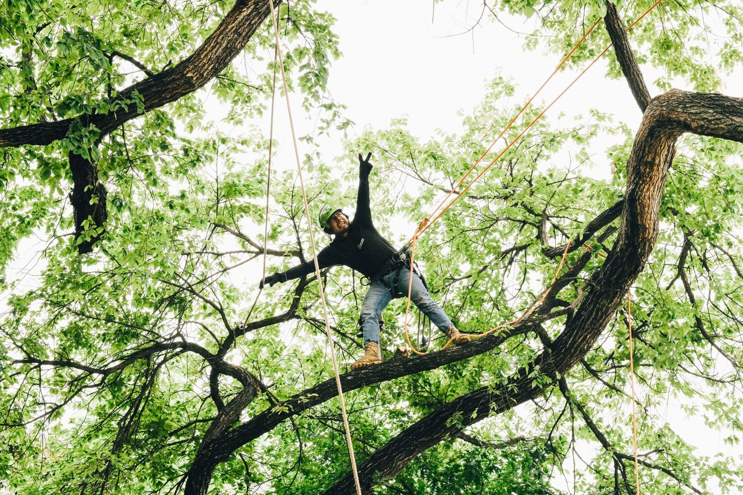 Silhouette of tree climber suspended dramatically among leafy branches against bright sky.