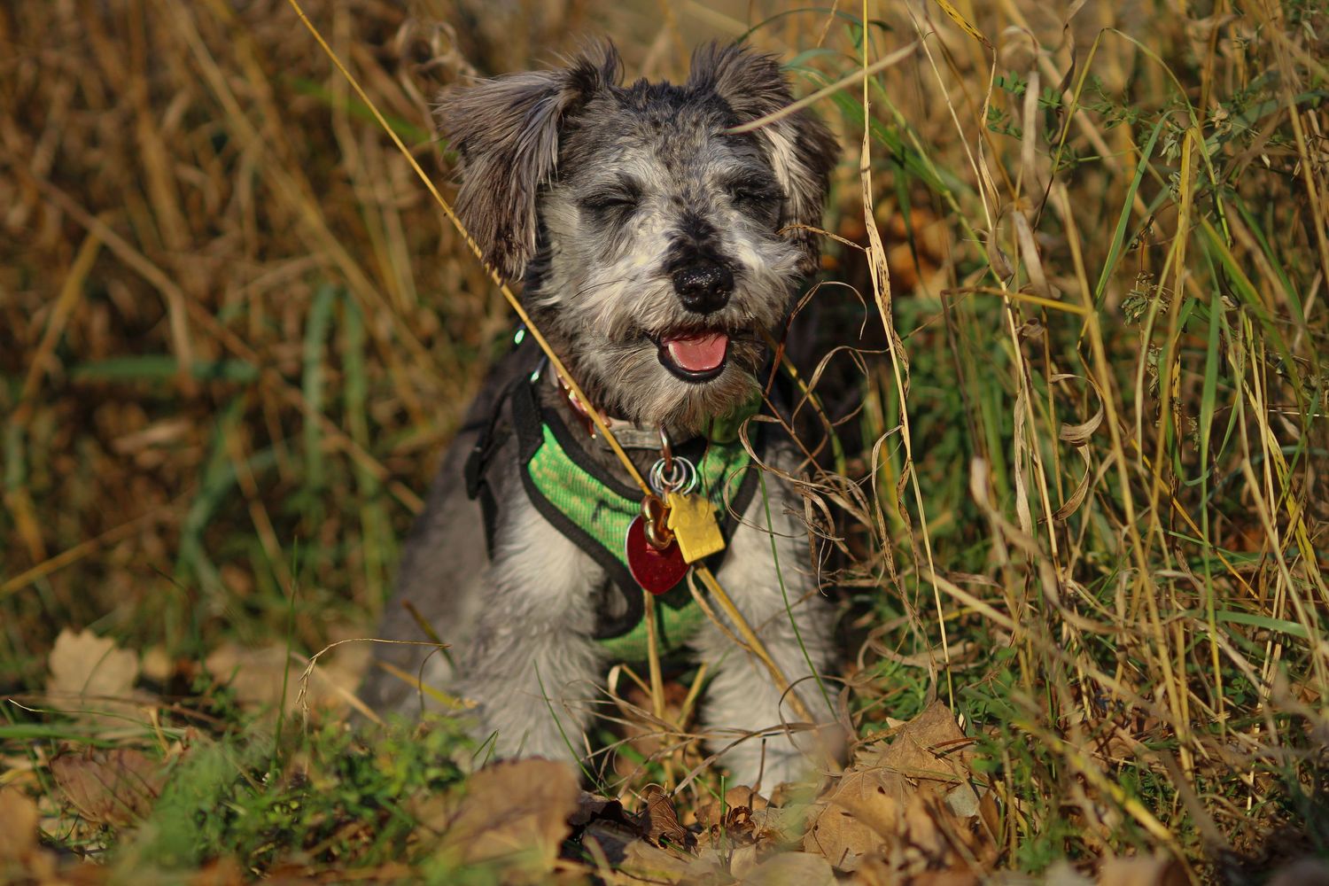 A small gray scruffy dog with tags sits happily among tall autumn grasses outdoors.