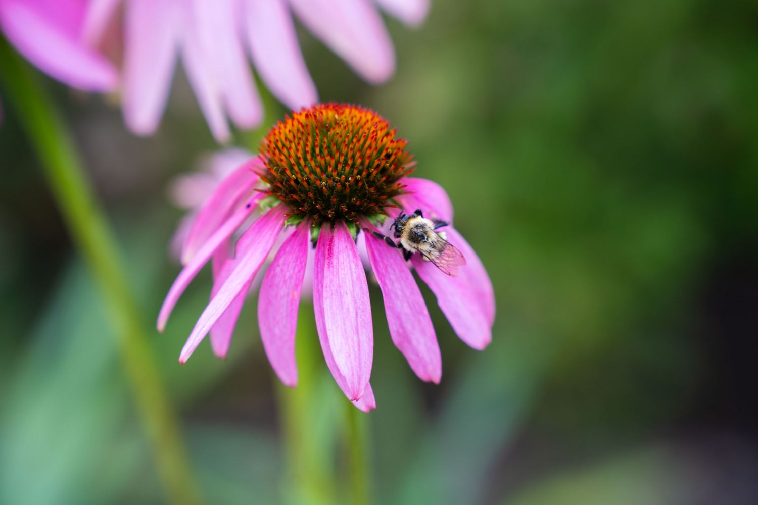 A bumblebee pollinating a vibrant pink echinacea coneflower with an orange center in a garden.