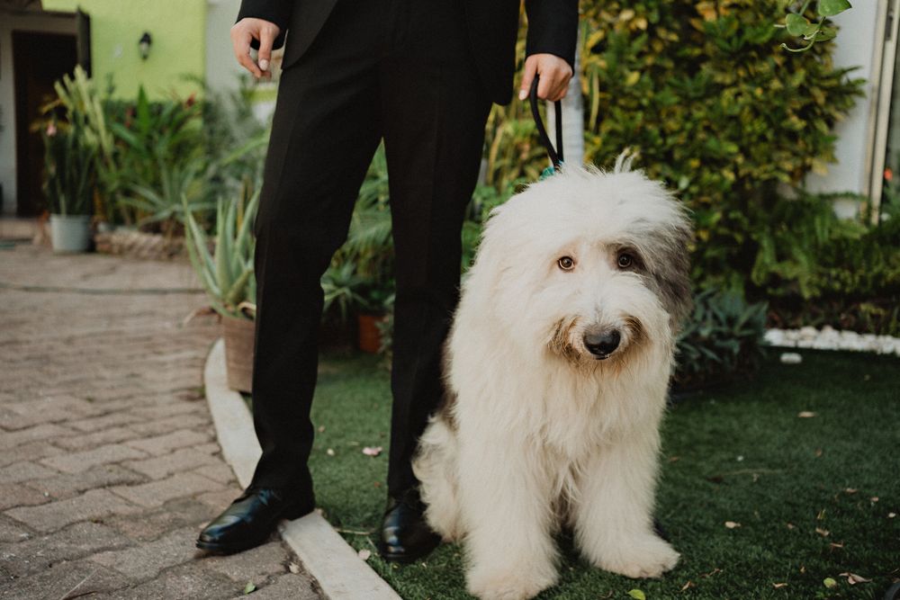 Groom's dog eagerly waiting, adding a personal touch to the wedding day moments in Mazatlán