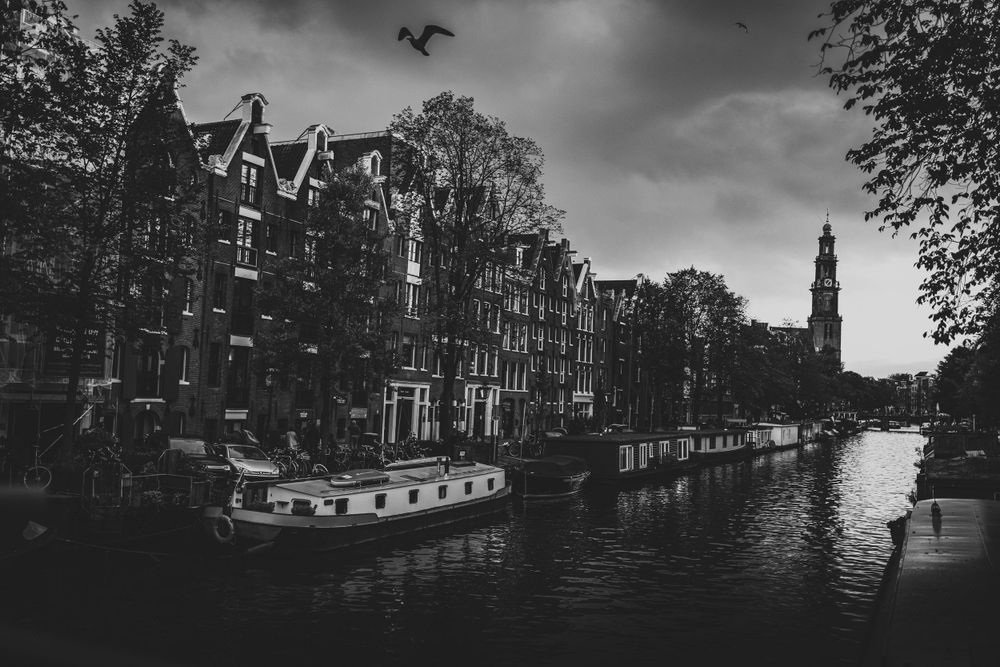 Svartvit bild av en kanal i Amsterdam med byggnader och fågel