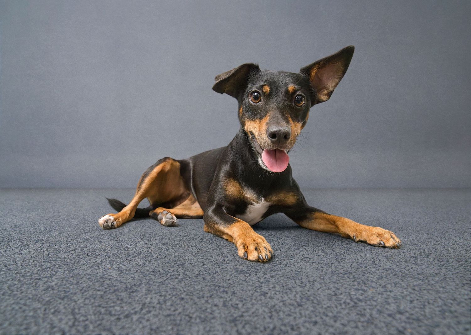 Professional Dog Portrait
