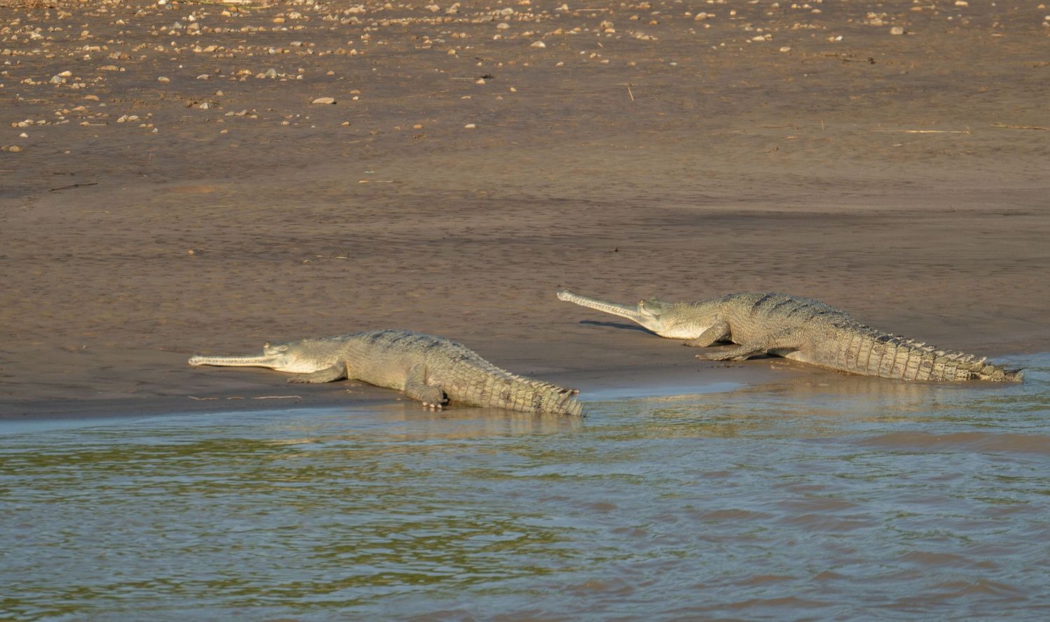 Multiple crocodiles bask in shallow muddy water near the shoreline.