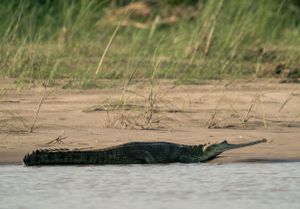 A large crocodile rests motionless on a sandy riverbank in natural habitat.