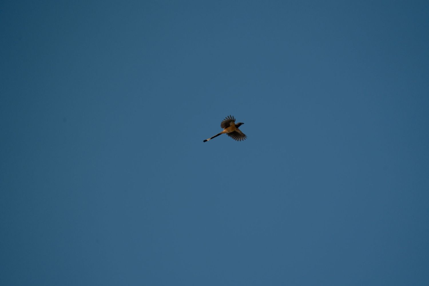 Bird soaring through clear blue sky with wings spread wide.