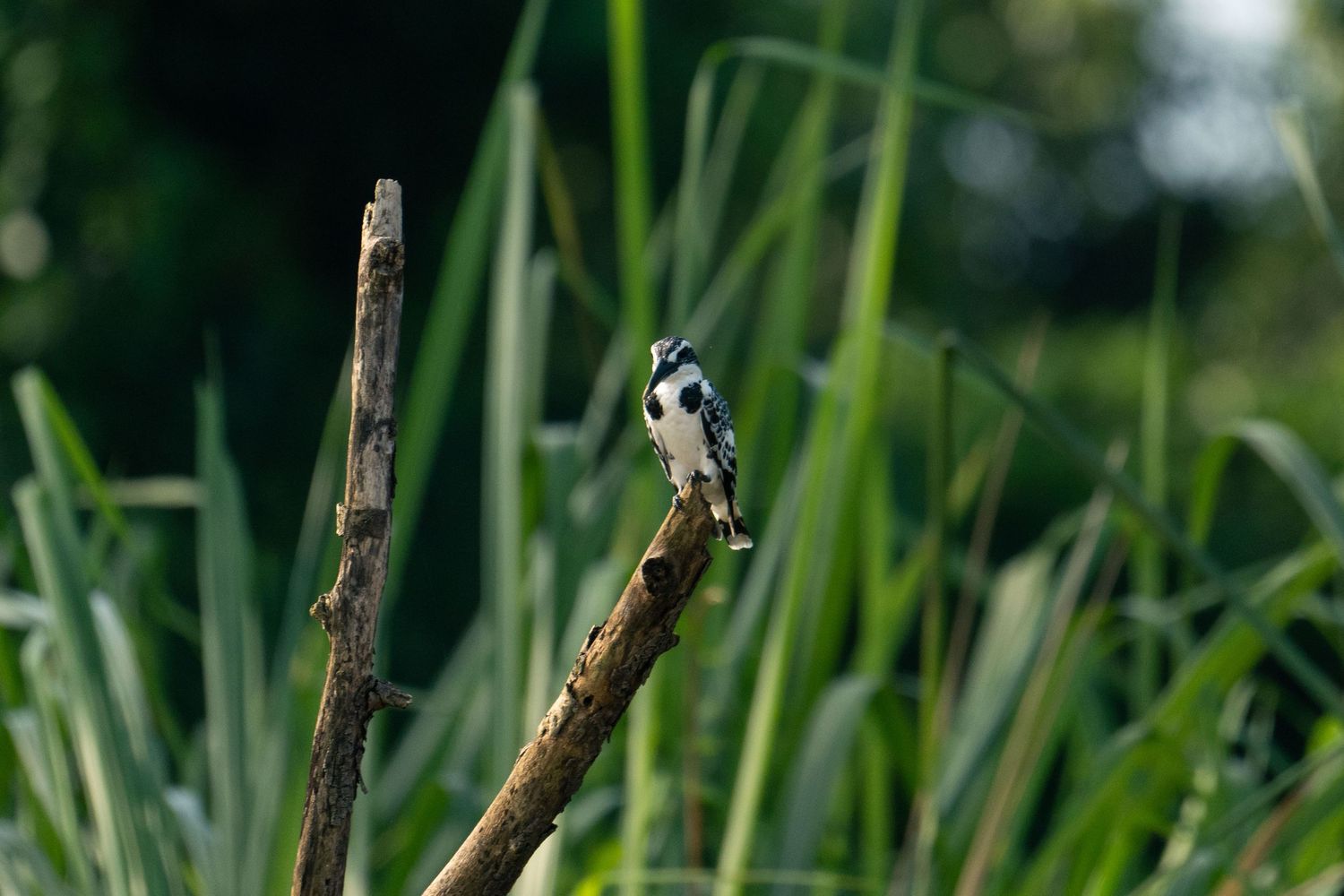 Close-up of green reeds and grass stalks in natural wetland setting.
