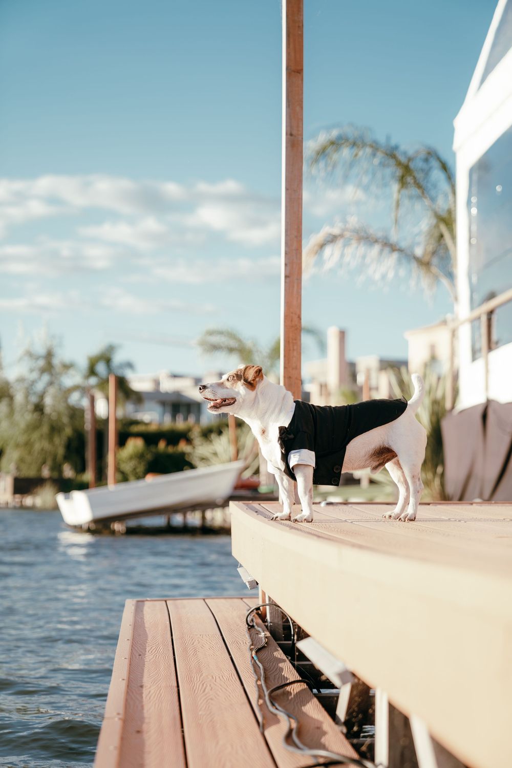 White dog exploring a wooden boat dock by the waterfront with palm trees in the background.