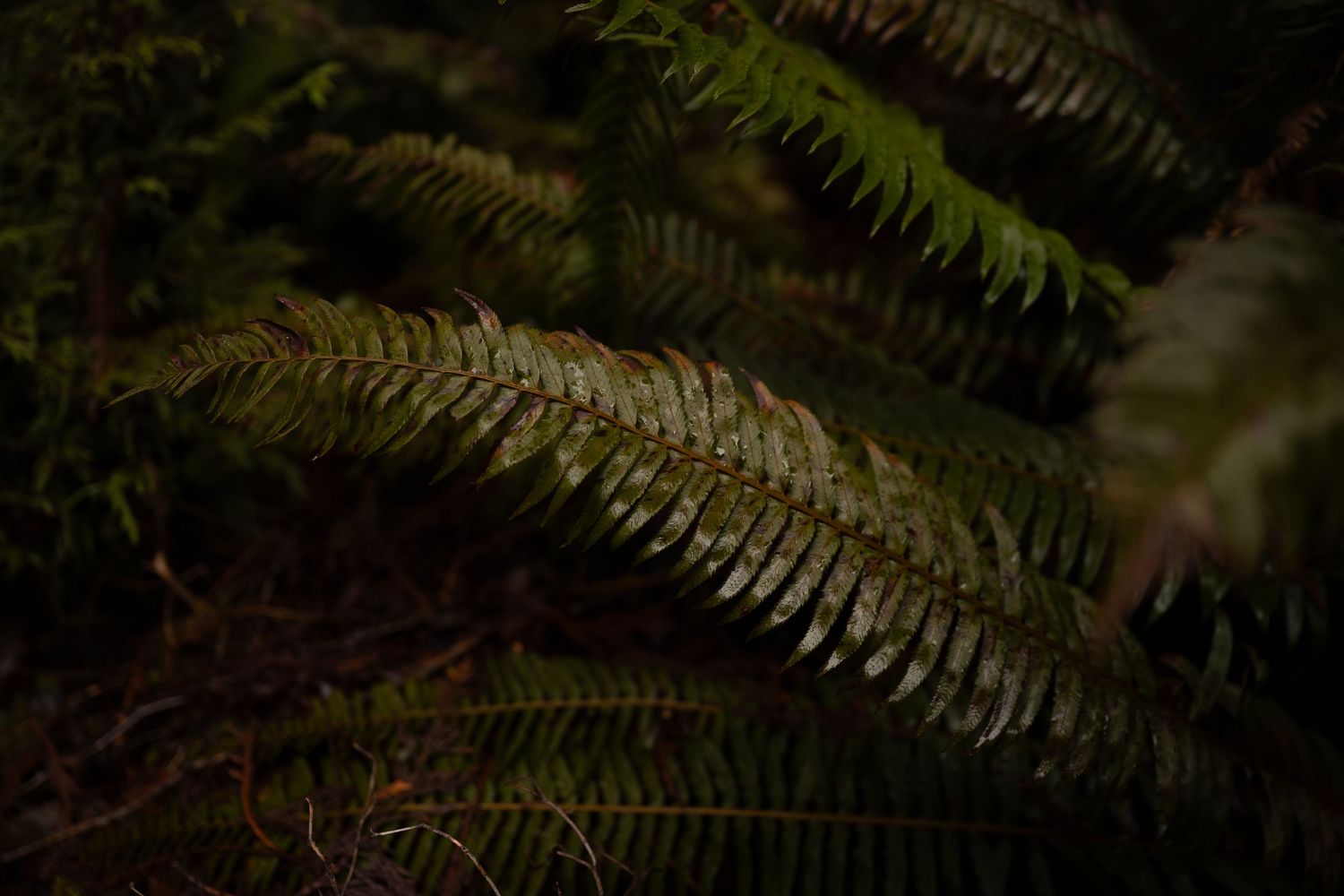 A vibrant fern on a rainy day in Olympic National Park.