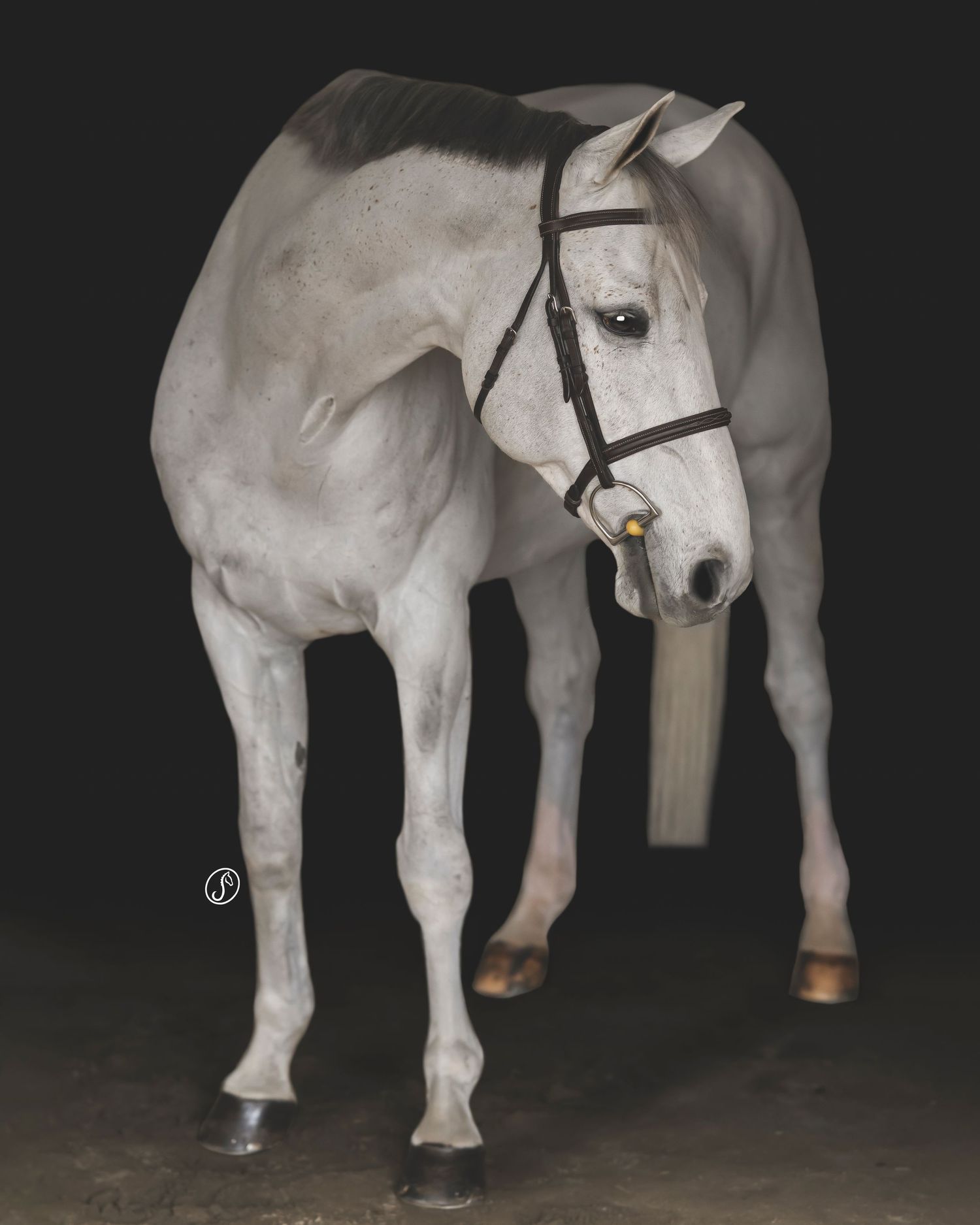 White horse in bridle photographed against dark background showing full body.