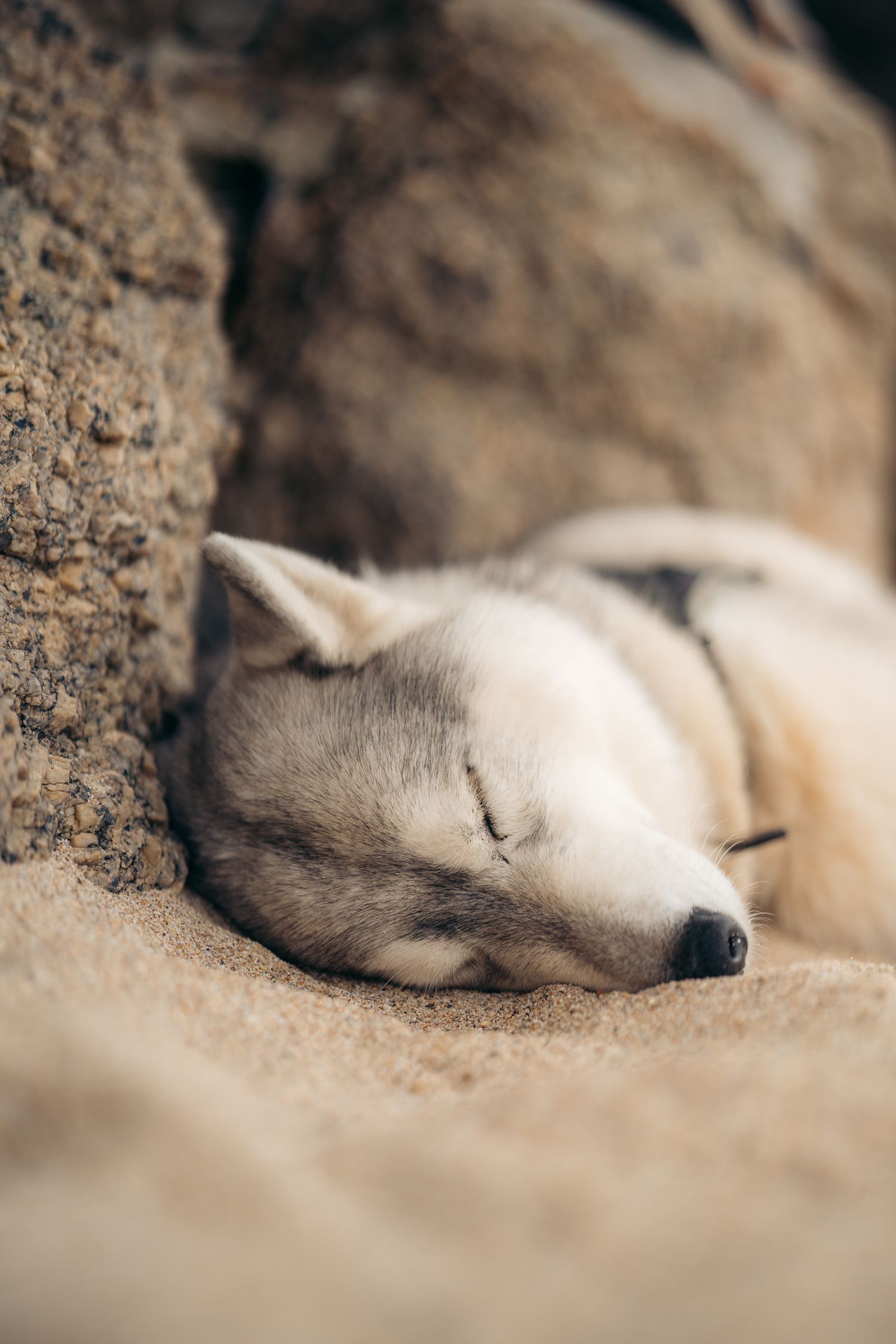 chien qui fait la sieste sur la plage de porthcurno beach dans les cornouailles en angleterre