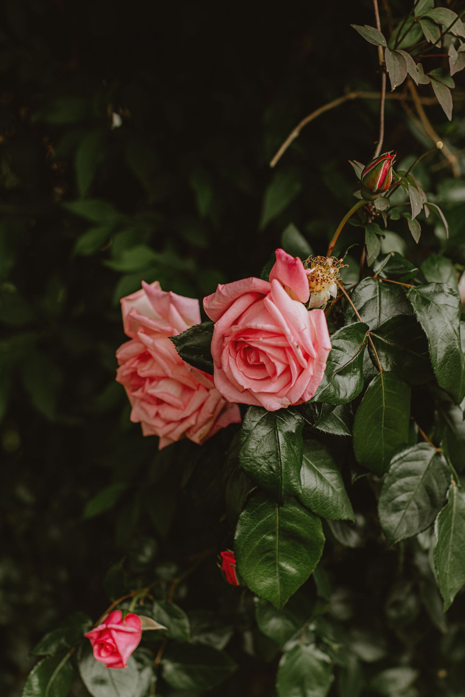 Pink roses bloom against dark green leaves in a garden setting, creating a romantic natural display.