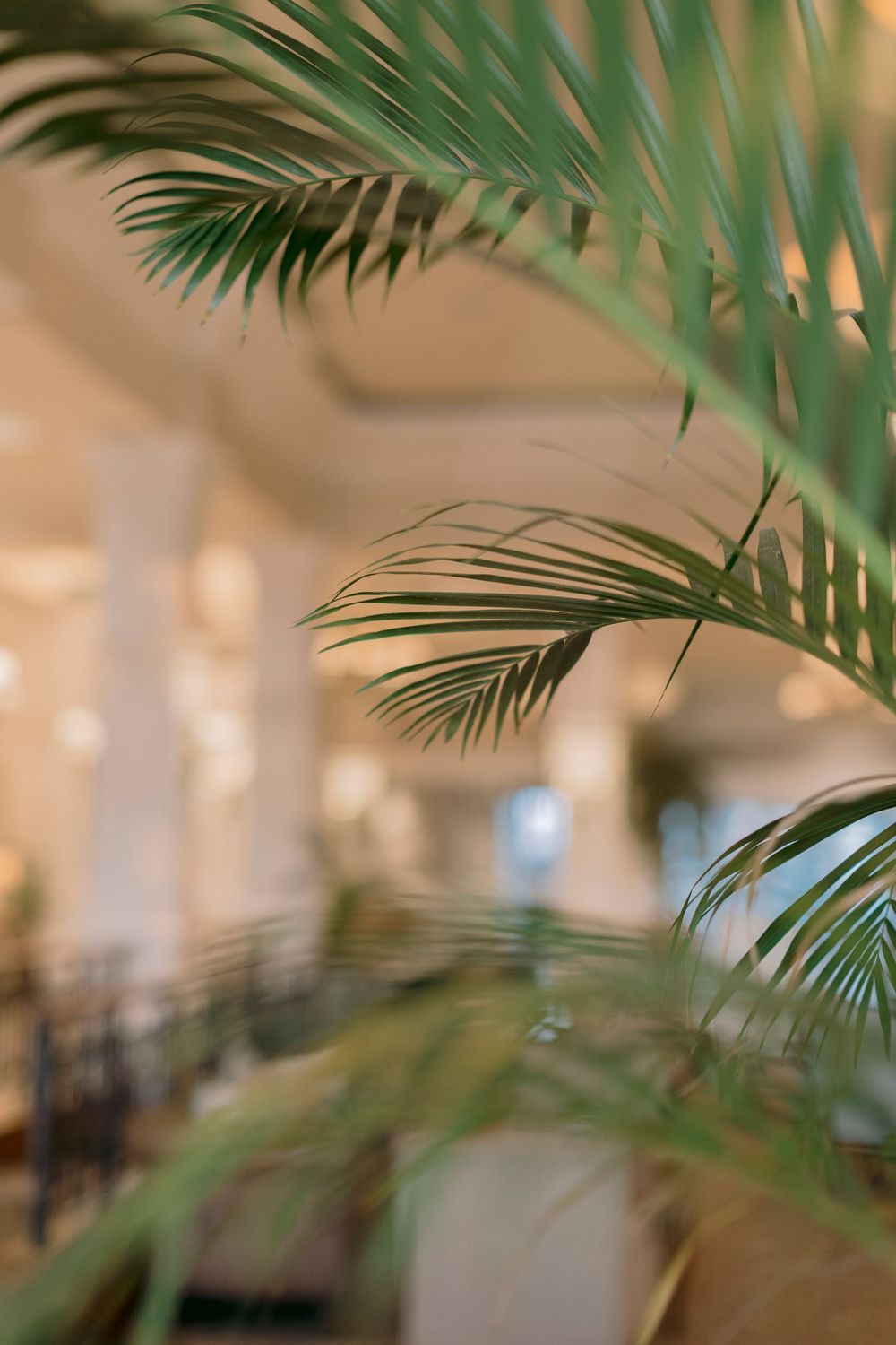 Close-up of lush green palm fronds with a blurred elegant hotel lobby corridor in the background.
