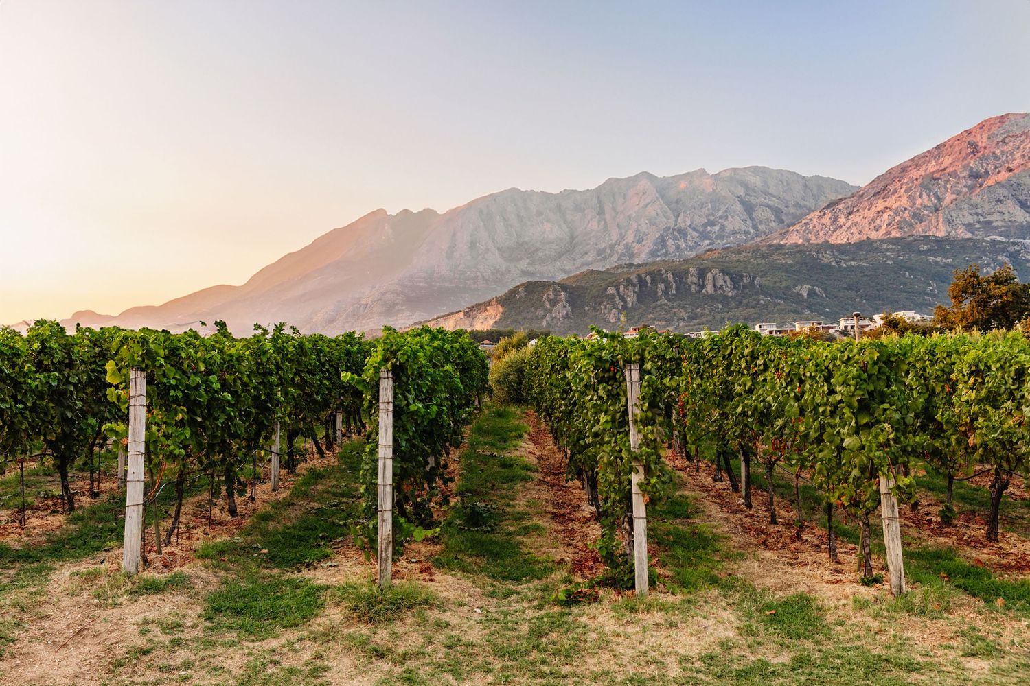 Rows of grapevines stretch toward rugged mountains at sunset in a picturesque vineyard setting.
