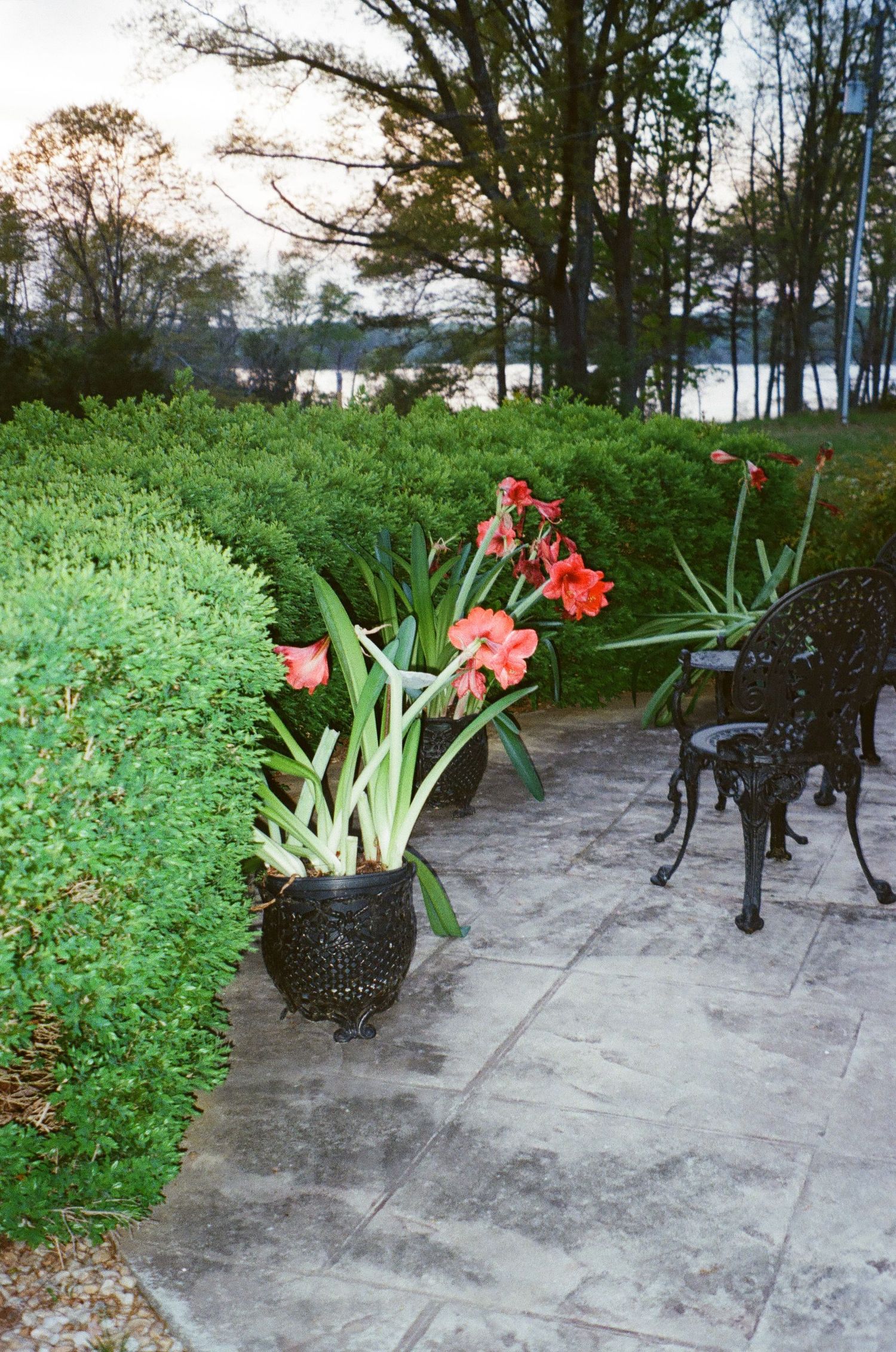 Red flowers bloom in a black pot on a stone patio overlooking a lake with trees and greenery at sunset.