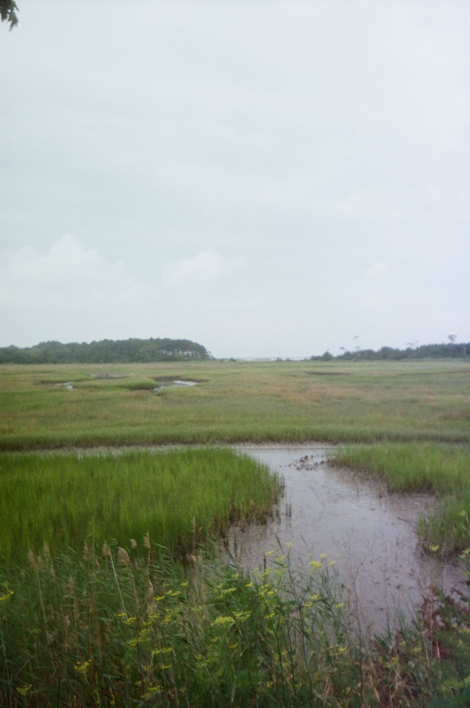 Scenic wetland landscape with tall marsh grasses and winding waterway under cloudy skies.