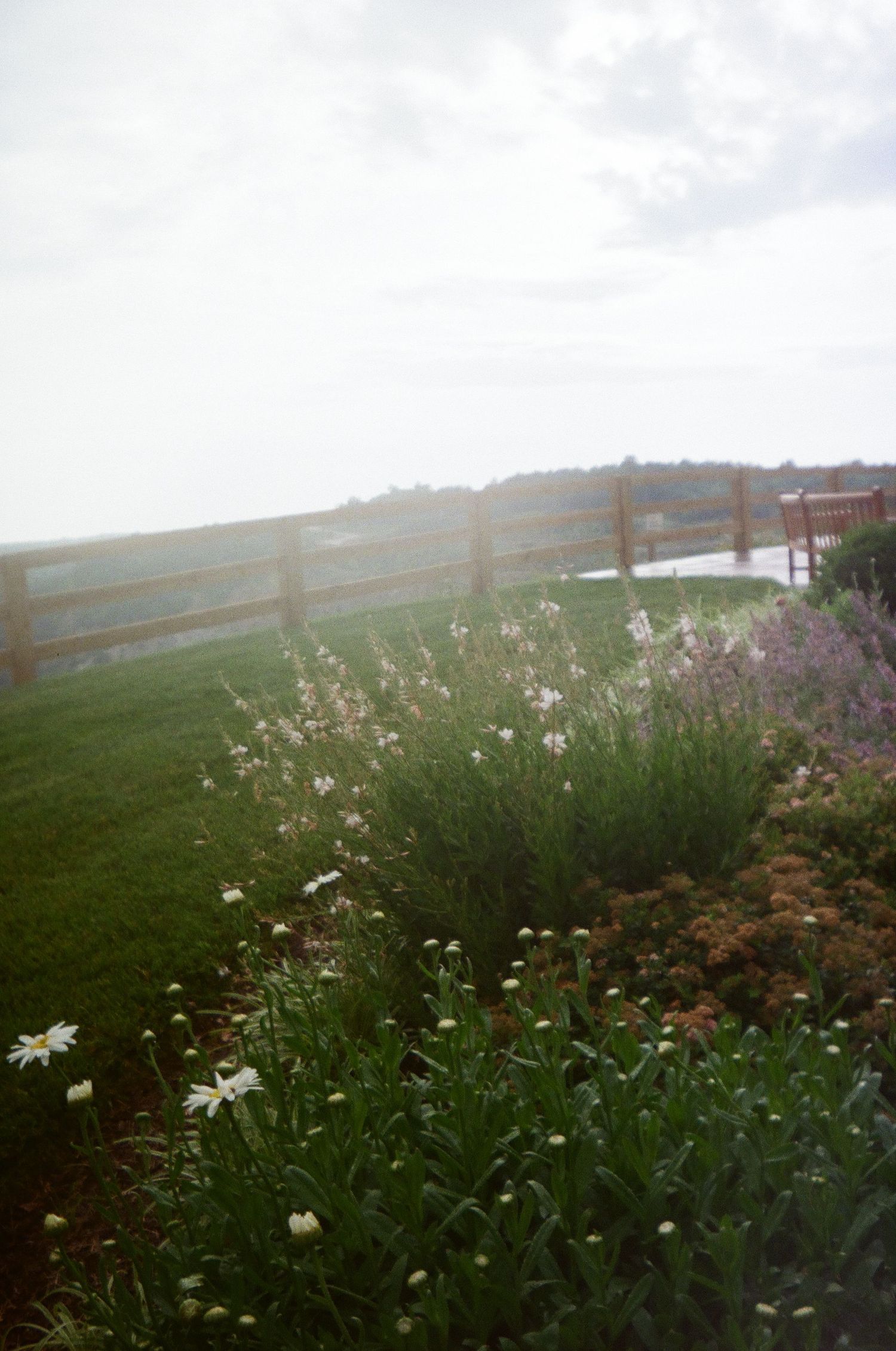 Wildflowers and daisies bloom in a misty green meadow on a rolling hillside in muted, foggy lighting.