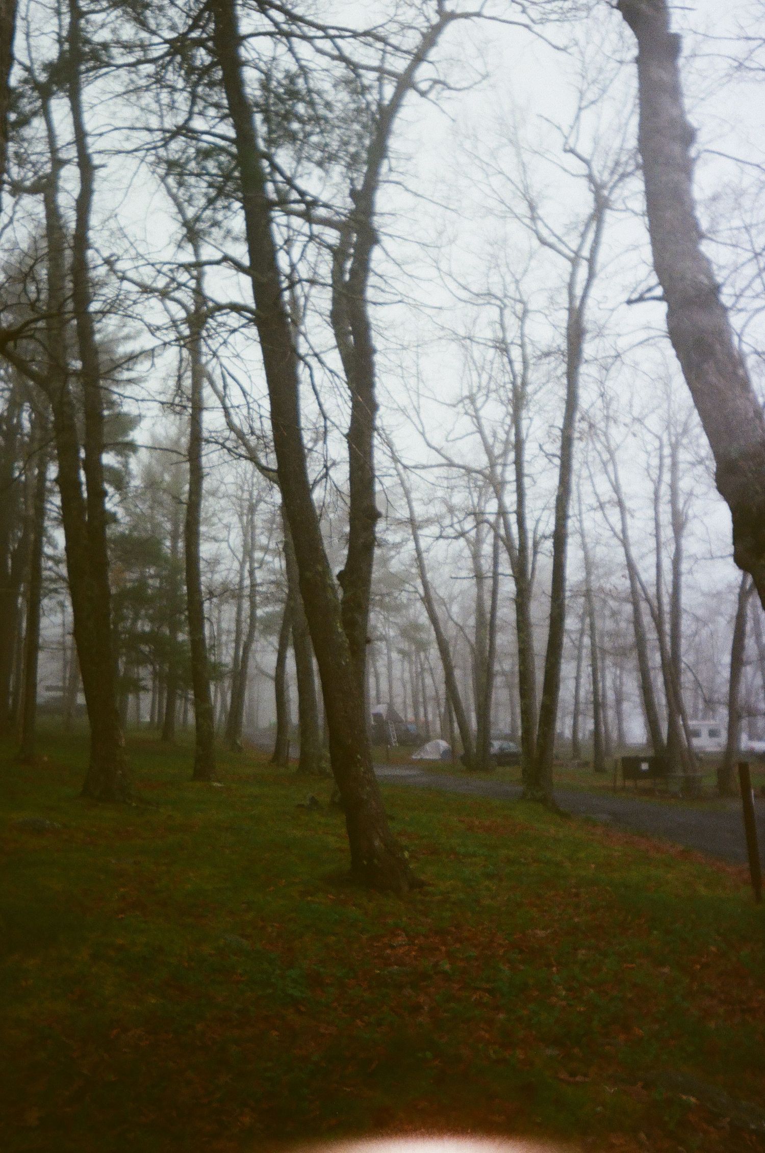 Misty forest scene with bare trees on a hillside and a winding path through autumn leaves on the ground.