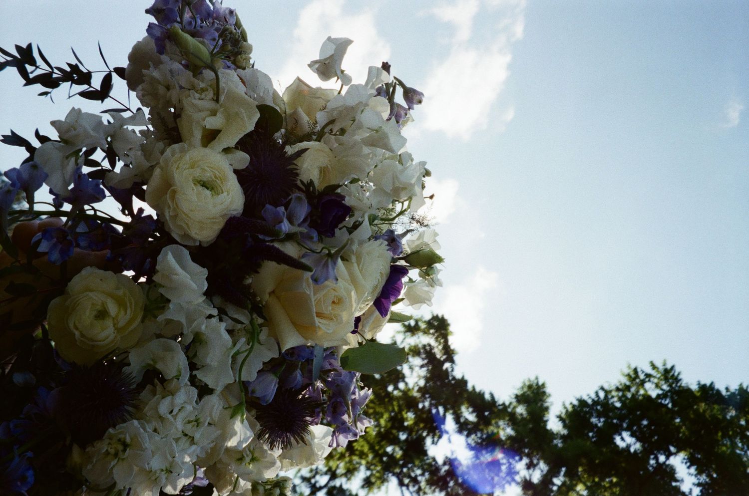 Looking up at delicate white and purple flowers against a bright sky with tree silhouettes in the background.