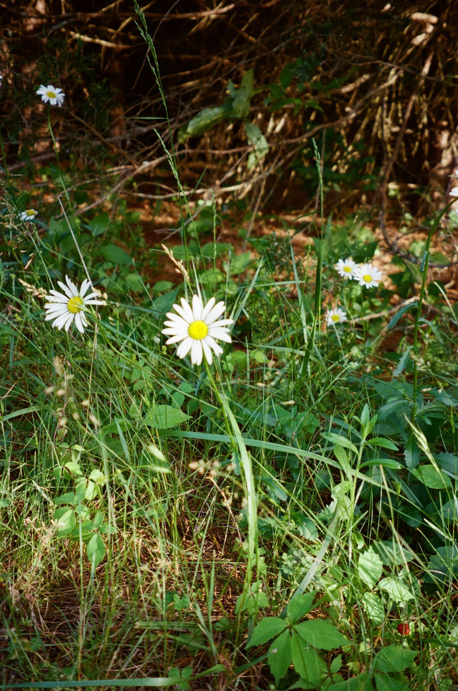 White daisy flowers blooming in green grass and foliage against a natural forest background.