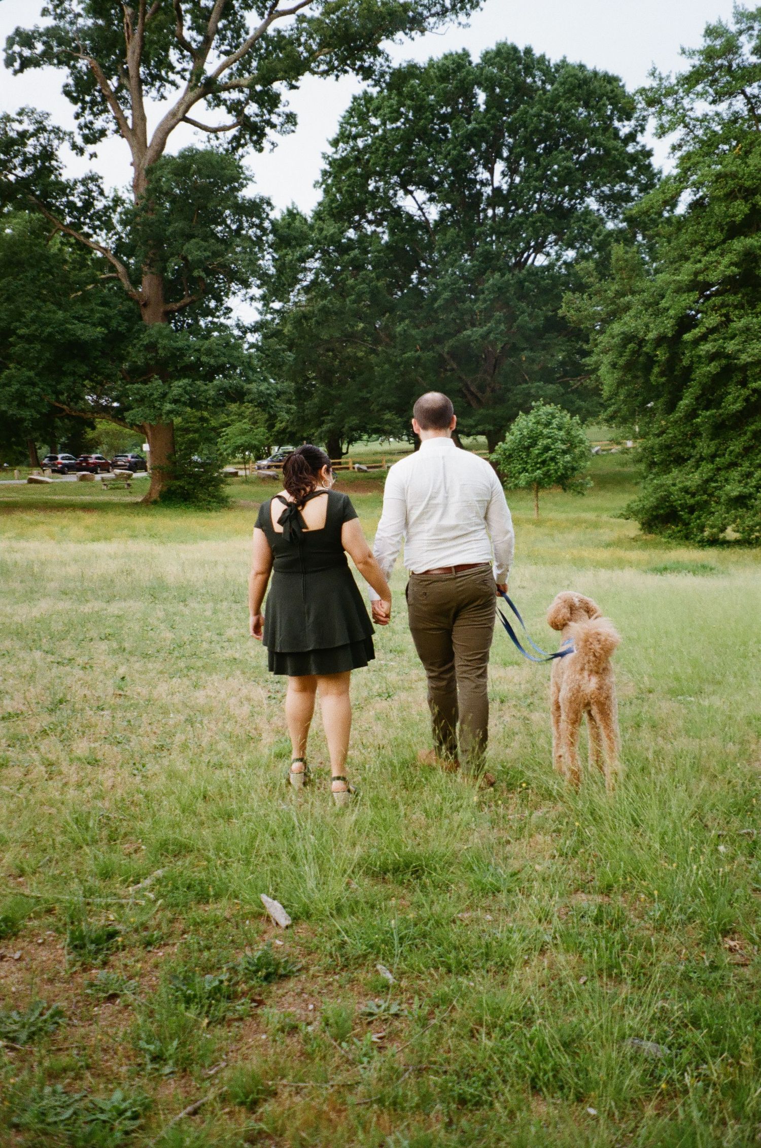 A couple walking hand in hand through a grassy field with their golden-colored dog on a sunny summer day.