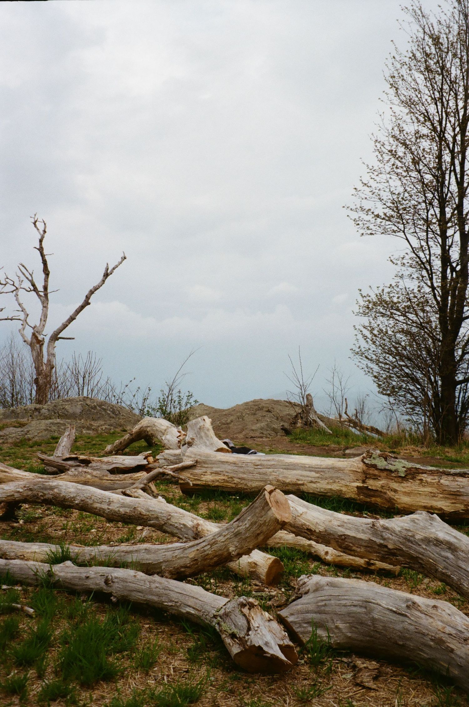 Fallen driftwood logs lie scattered across a hilltop meadow against an overcast sky.
