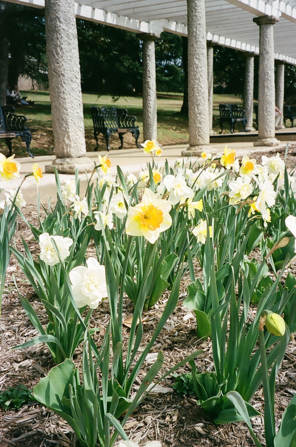 Yellow and white daffodils blooming beneath a white columned pergola with garden benches.