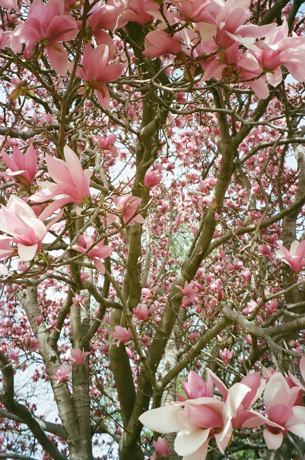 A magnolia tree in full bloom with delicate pink blossoms covering its branches against a soft sky background.