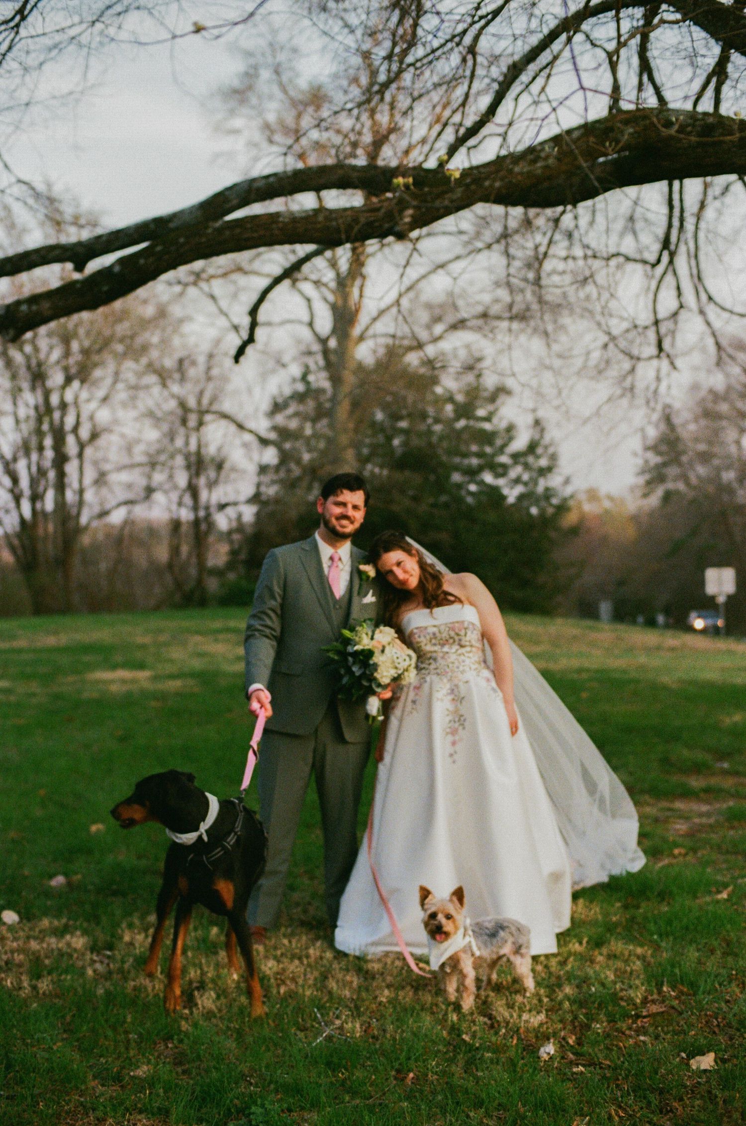 Bride and groom stand with two dogs on leashes in a park, bride holding bouquet in flowing white gown, groom in gray suit.