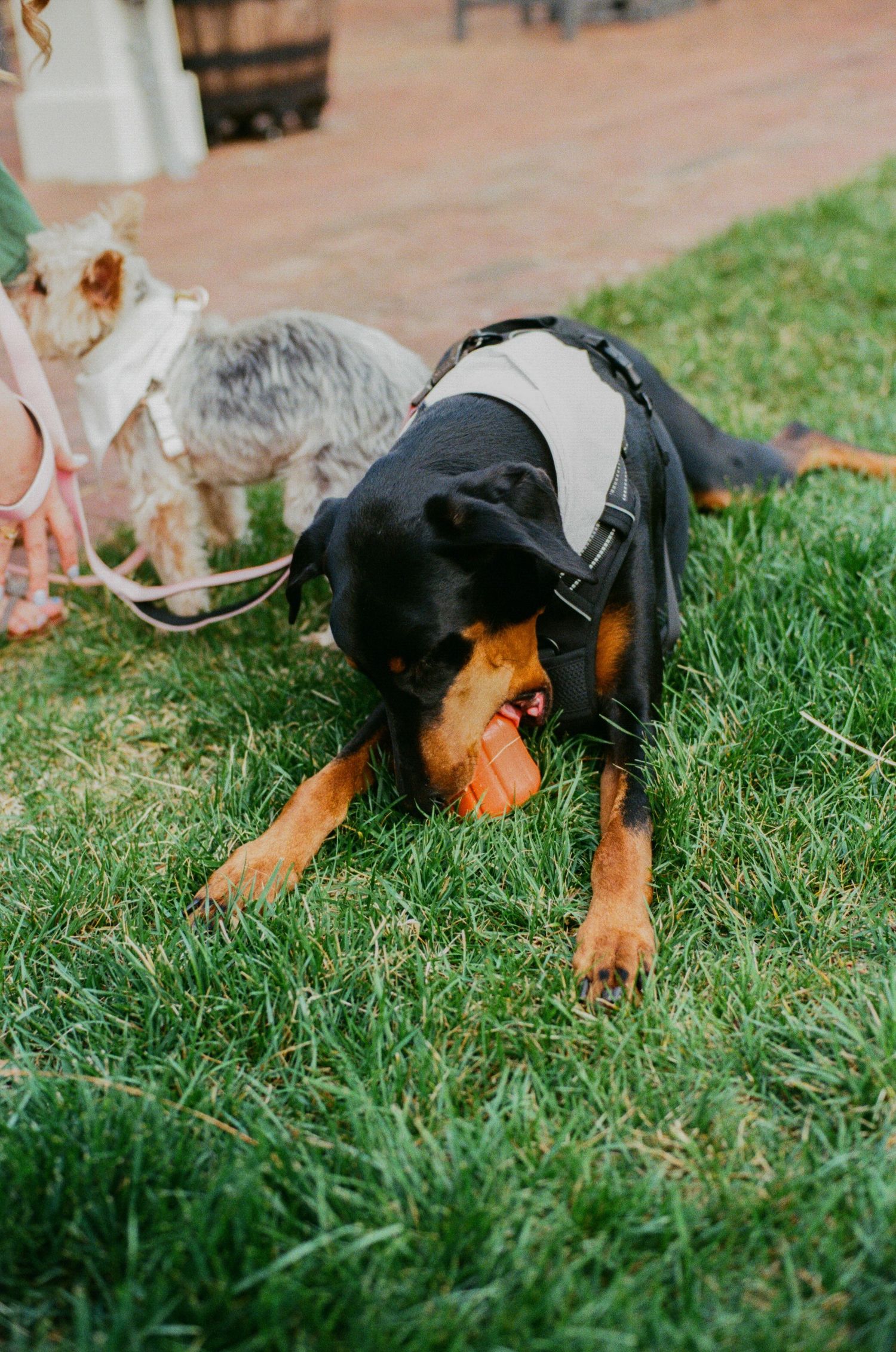 A Rottweiler in a harness chews an orange toy on green grass while a small dog on a leash stands nearby.
