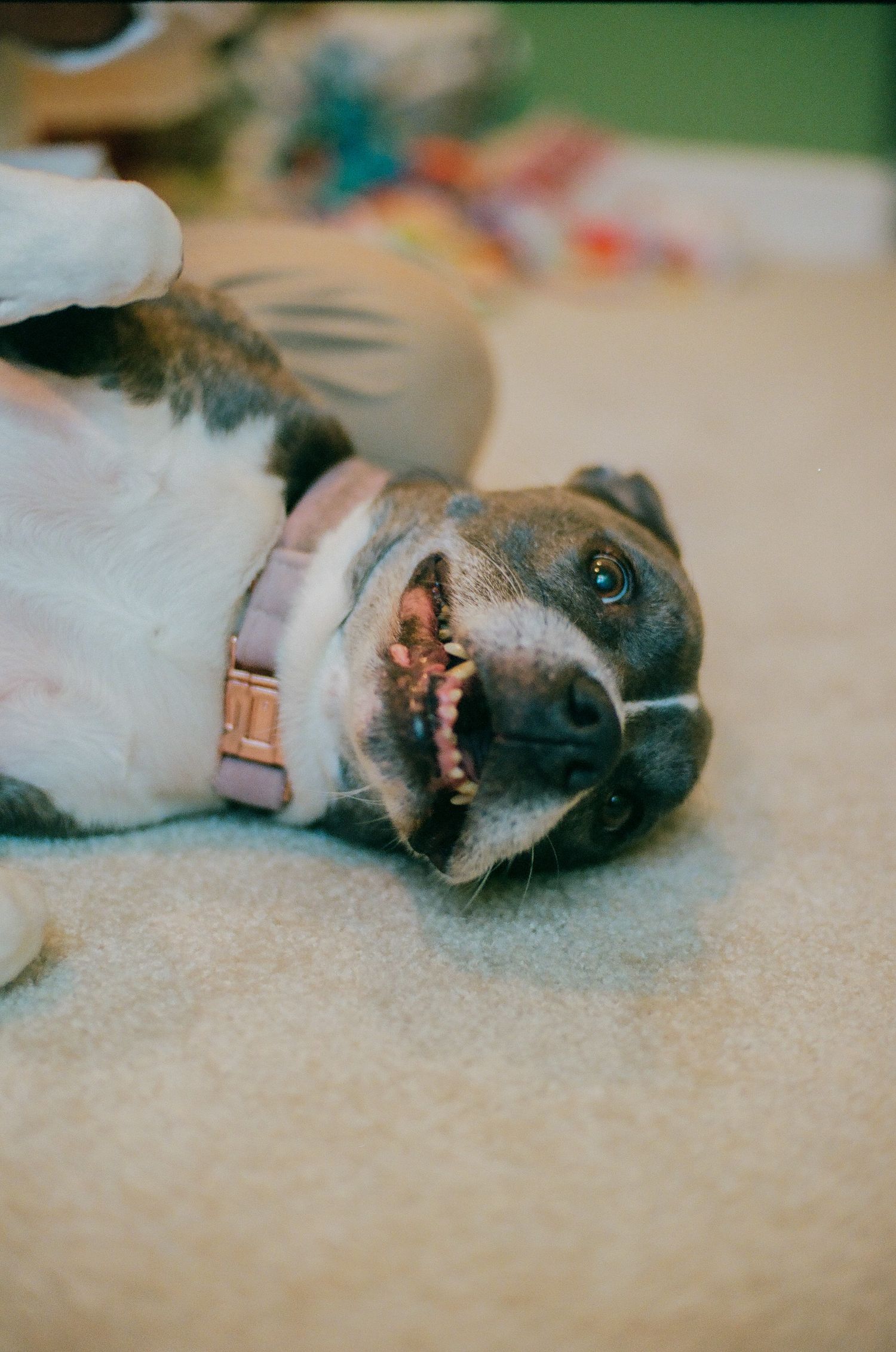 A happy brindle dog lying on its back with mouth open, wearing a pink collar, on a beige carpet.